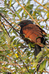 Wall Mural - A Greater Coucal resting on a tree