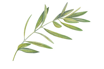 watercolor image of an olive branch with leaves
