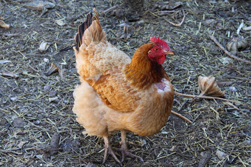 Gallina de granja de plumas color café. 