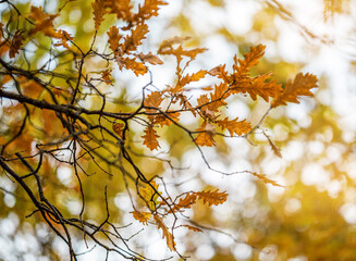 Wall Mural - Autumn oak leaves on the background of the forest. Oak forest, autumn. background.