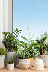 Wall Mural - Collection of various home plants. Home gardening, greenery, interior design with plants, hobby concept