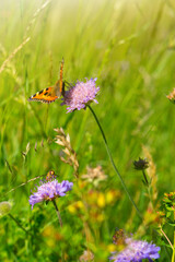 Wall Mural - Orange butterfly in a summer meadow with purple moss verbena .