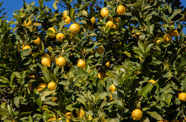 Wall Mural - A close-up of many lemons on a tree