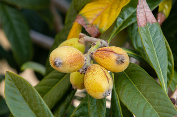 Canvas Print - A close-up of Eriobotrya japonica fruits on a branch