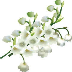 Poster - lily-of-the-valley flower isolated on white