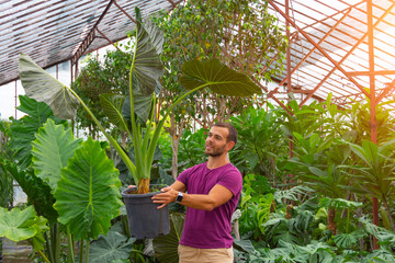 Caucasian male gardener smiling holding large pot with houseplant alocasia in tropical greenhouse farm plantation with monstera and ficuses.