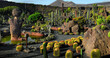 Cactus garden on Lanzarote, different kinds of cactuses in different colours, shapes and sizes