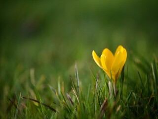 Poster - Wild Yellow Crocus Flower in Grass