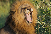 Portrait Of Yawning Lion - Panthera Leo, Male With Open Mouth. Photo From Kruger National Park In South Africa.