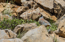 Chukar Partridge (Alectoris Chukar) Is One Of The Most Beautiful Singing Songs In The World