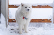 Samoyed on the terrace in winter with snow on his nose