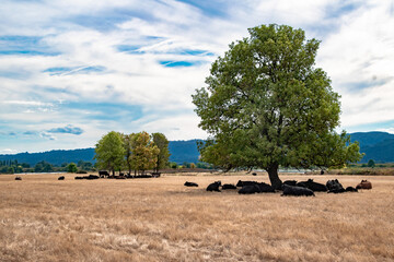 Wall Mural - Resting Cattle Under a Tree on Sauvie Island near Portland, OR