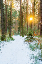 Sunny Winter Track