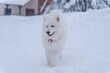 Samoyed walks in the snow in the mountains in the winter