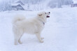 Samoyed calls you to play in the snow in the winter in the mountains