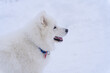 Samoyed portrait in winter in the mountains in the snow