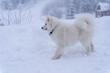 Samoyed plays in the mountains in winter on the snow