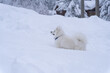 Samoyed runs through the big snow in the winter in the mountains while it is snowing