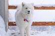 Samoyed winking face in the winter in the mountains on the terrace in the snow