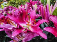 Lilium Orientalis 'Stargazer' Or Oriental Lilies Blooming In The Garden.