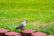 Dove On The Grass
