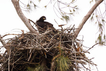 A Juvenile / Immature Bald Eagle (Haliaeetus Leucocephalus) In A Nest In Florida