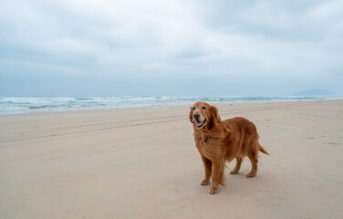 Poster - Golden retriever dog standing on the sand by the sea on a cloudy day