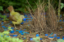 Tidying Up - Anxiously Awaiting A Female Visitor, A Juvenile Male Satin Bowerbird Quickly Re-arranges A Blue Bottle Cap To Decorate His Bower. 