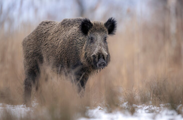 Wall Mural - Wild boar close up ( Sus scrofa )