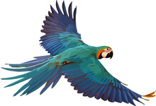 Colorful Blue And Gold Macaw Parrot Isolated On Transparent Background. Vector Illustration Png File
