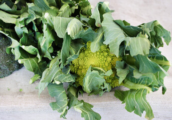 Canvas Print - romanesco broccoli