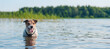 Dog cooling down in river water on hot summer day after active game at beach