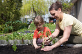 Fototapeta Miasta -  enjoy the little things. favorite family hobby. Mom and child daughter planting seedling In ground in garden. Kid helps in the home garden. slow life. Eco-friendly