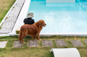 Poster - Golden retriever dog sits by the pool with its owner