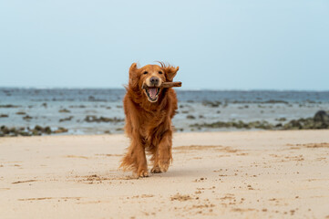 Poster - Golden retriever playing on the beach