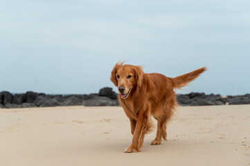 Wall Mural - Golden retriever playing on the beach