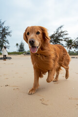 Wall Mural - Golden retriever playing on the beach