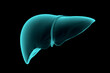 3d illustration of human liver realistic x-ray simulation isolated on black