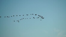 A Flock Or School Of Migratory Birds Flies Under A Clear Sunset Sky, Over The Sea Along The Coast. Slow Motion.