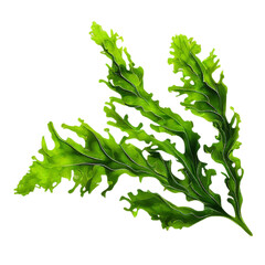 Wall Mural - seaweed isolated on transparent background cutout