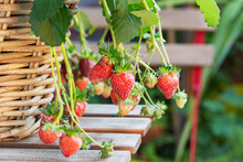 Mildew On Strawberries Cultivated In Wicker Basket