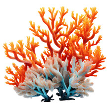 Coral Reef Isolated On Transparent Background Cutout