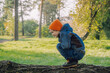 © Cavan Images - Boy hiking in autumn forest. Concepts of adventure, tourism for kids.