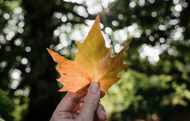 hand holding a maple leaf up to golden light in a forest in autumn