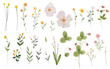 Set of watercolour wildflowers. Watercolour botanical. Plant and flowers.