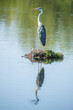 © Tyrone - great blue heron