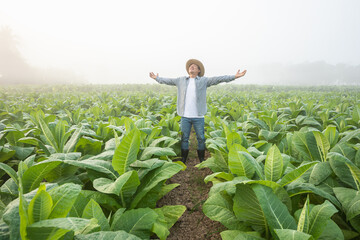 Wall Mural - Asian farmer working in the field of tobacco tree, spread arms and raising his success fist happily with feeling very good while working. Happiness for agriculture business concept.