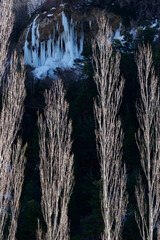 Sticker - Leafless trees in the Spanish Pyrenees