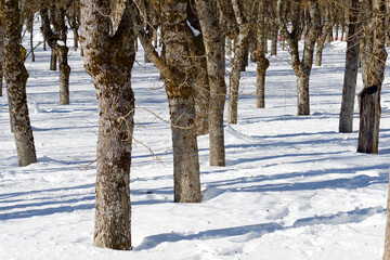 Wall Mural - Leafless trees in the Pyrenees.