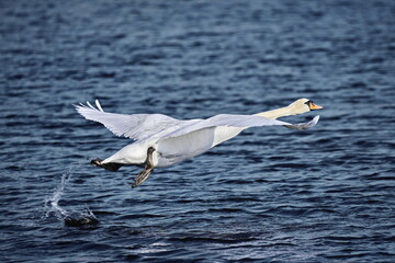 Wall Mural - Swan taking to the air above blue water